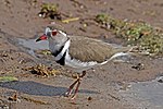 Thumbnail for Three-banded plover