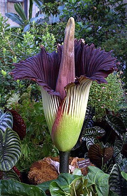 Gigantiškasis amorfofalas (Amorphophallus titanum)