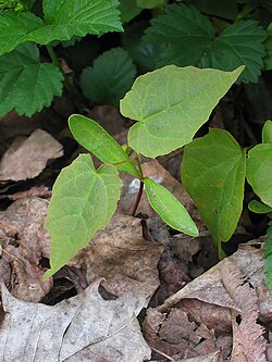 Metsävaahteran (Acer platanoides) taimi, jossa alimpana kaksi soikeaa sirkkalehteä.