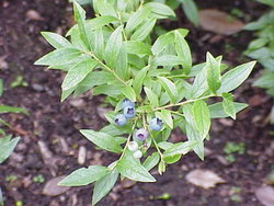 http://upload.wikimedia.org/wikipedia/commons/thumb/c/c0/Vaccinium_angustifolium1.jpg/250px-Vaccinium_angustifolium1.jpg