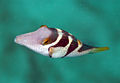 Valentinni's Sharpnose Puffer.jpg