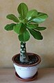 Vulkanpalme (Brighamia insignis)