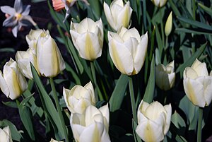 English: White tulips