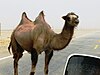 Дива бактрийска камила по пътя на изток от Ярканд.jpg