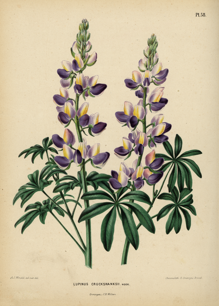 Pl. 58: LUPINUS CRUCKSHANKSII Hook.