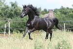 Vignette pour Arabe égyptien (cheval)