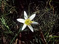 Zephyranthes mesochloa