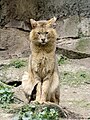 Kočka bažinná v zoologické zahradě Pont-Scorff
