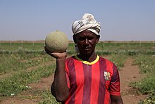 Sudanese farmer reviews cantaloupe production, south of Khartoum `ml mn lswdn.jpg