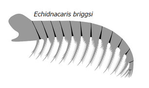 Frontal appendage of Echidnacaris briggsi, a tamisiocarid radiodont that was once suggested to belong to the Anomalocaris genus until its description in 2023.