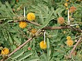 Fiori e foglie di Acacia farnesiana, arbusto comunemente detto gaggìa, avventizia in Sicilia