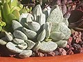 Adromischus alstonii