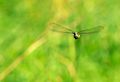 Aeshna cyanea male in flight