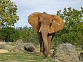 Elephant africain
