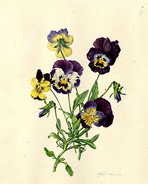 Viola (Garden Varieties) of lutea and curtisii