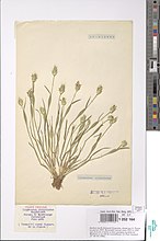 Herbarium exemplaar uit België