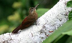 Suomukipuaja (Dendrocolaptes certhia)