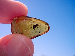 Worker termite in Dominican amber Ant in amber1.jpg