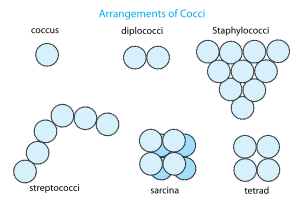 Arrangement of cocci bacteria en.svg