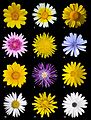 A poster of twelve different species of flowers of the family Asteraceae