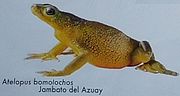 Miniatura para Atelopus bomolochos