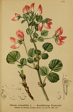 Ononis rotundifolia