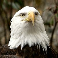 He is an injured bald eagle now living at the ...