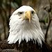 Bald Eagle at The National Zoo.jpg