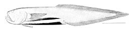 Barathronus bicolor