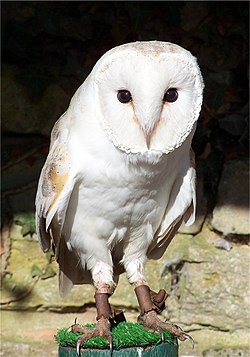 メンフクロウ Tyto alba