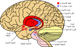يمثل اللون الأحمر في الشكل العقد القاعدية في الدماغ وصلتها بالأجزاء المحيطة.