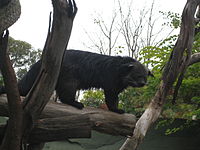 Binturong.jpg