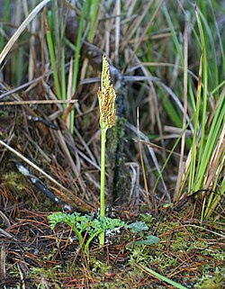 Botrychium multifidum.