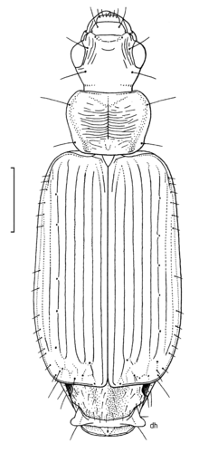 Miniatura para Dromius meridionalis