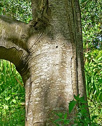 近くで見た幹。サンフランシスコ植物園にて。