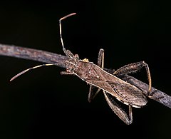 Description de l'image Camptopus lateralis MHNT Dos.jpg.