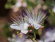 Capparis spinosa in the Ichkeul National Parc (IssamBarhoumi)