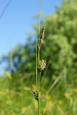 Laiboji viksva (Carex lasiocarpa)