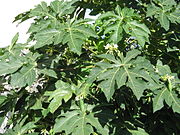 Papayablätter (junge Blätter)