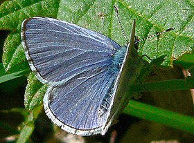 Celastrina ladon