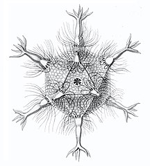 Circogonia icosahedra עם 12 קוצים ו-20 פאות