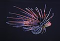 13. Díszes tűzhal (Pterois radiata) az amerikai Seattle Aquariumból (javítás)/(csere)