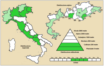 Utbredning i Italien för underarter ascendens Teckenförklaring: se vidstående bild för huvudarten.(Går dock ej högre än 600 m ö h.)
