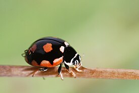 Riemupirkko (Coccinula sinuatomarginata)