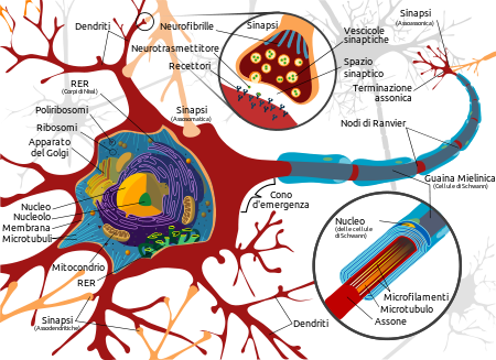 Schema di neurone umano