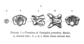 Rumpfwirbel des Holotyps von „Coniophis precedens“, illustriert von O. C. Marsh