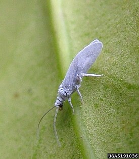 Coniopterygidae sp.