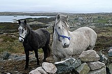Deux grands poneys gris près d'un muret de pierres