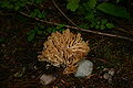 Ramaria aurea (?) A coral fungi