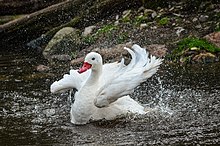 Cygne coscoroba